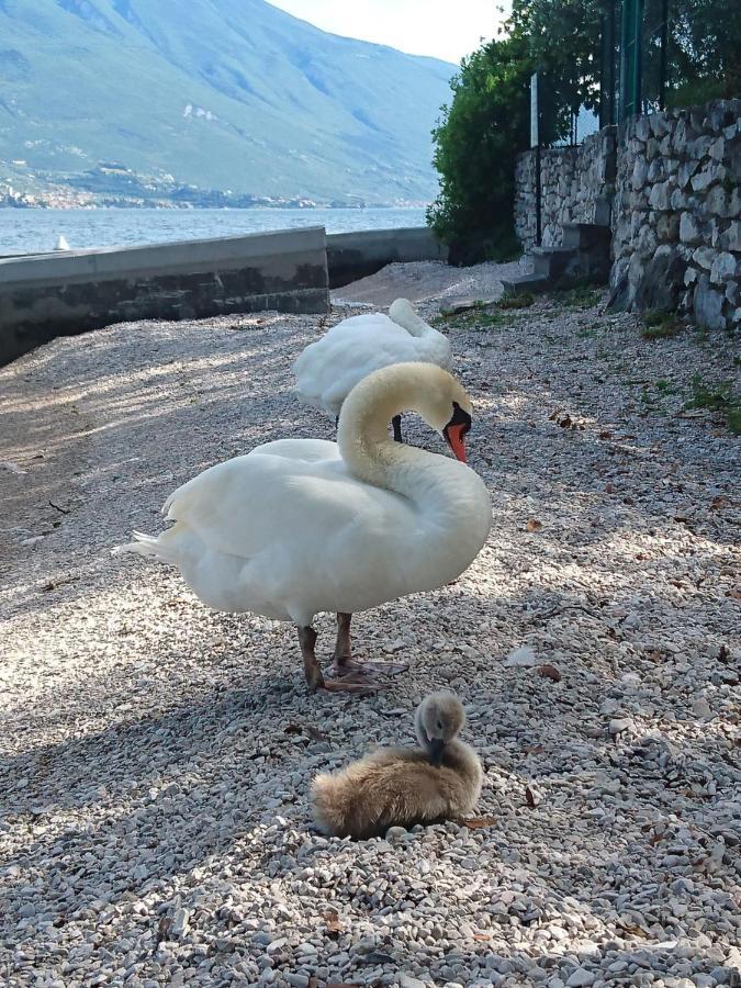 Hotel Astor Limone sul Garda Ngoại thất bức ảnh